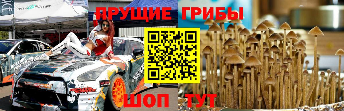 Тара  Псилоцибиновые грибы Cubensis  Вход с VPN 