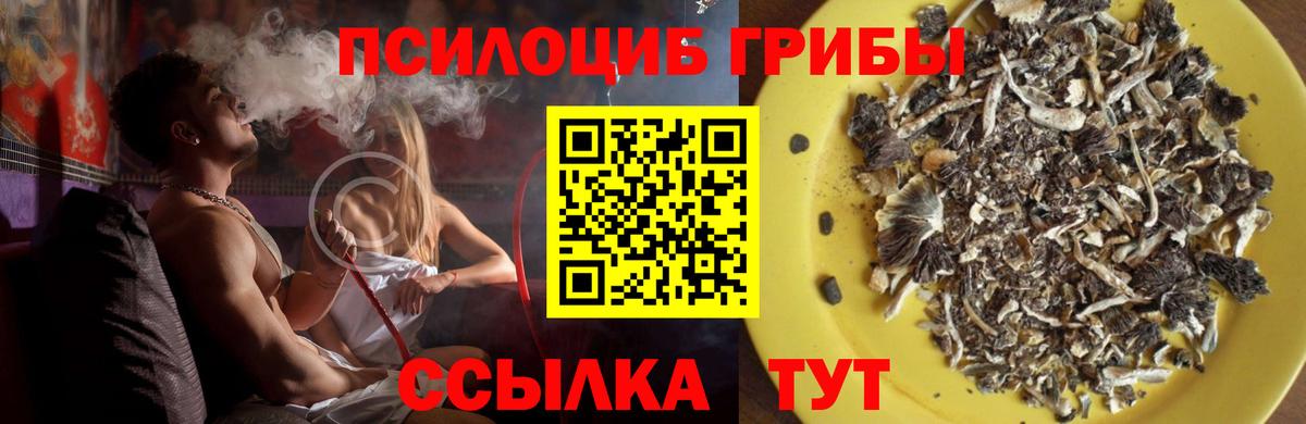 Псилоцибиновые грибы Psilocybine cubensis Тара